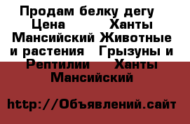 Продам белку дегу › Цена ­ 600 - Ханты-Мансийский Животные и растения » Грызуны и Рептилии   . Ханты-Мансийский